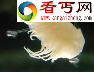 深海发现以木屑为食奇特甲壳动物