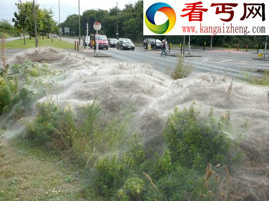 数千毛毛虫织六米长大网