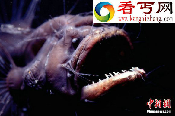 深海奇异生物盘点(组图)