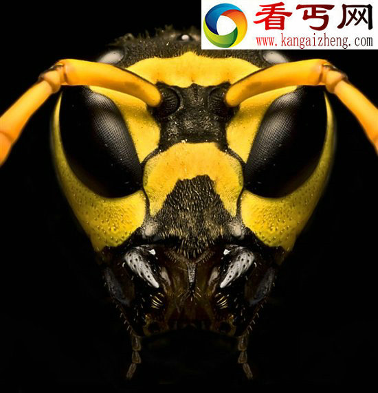 微观世界暴眼昆虫 形似外星生物