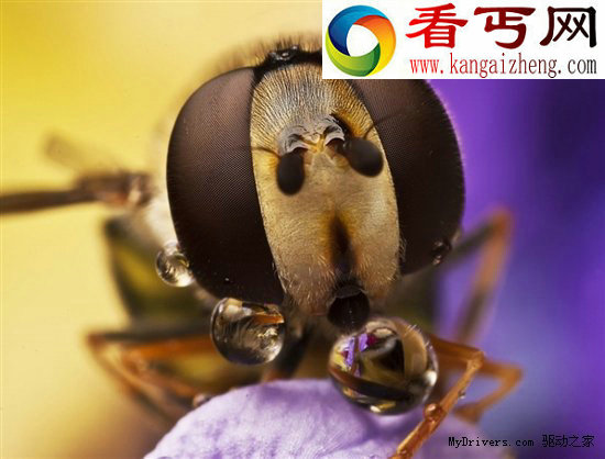 微观世界暴眼昆虫 形似外星生物