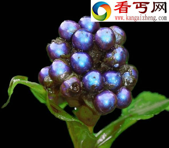 非洲雨林发现色彩缤纷最丰富水果(组图)