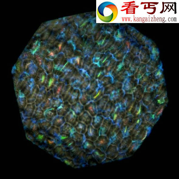 非洲雨林发现色彩缤纷最丰富水果(组图)