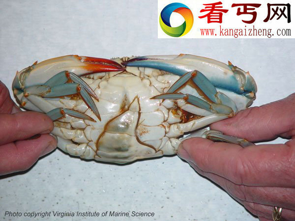 雌雄共体动物雌雄共体蝴蝶自然界中最常见