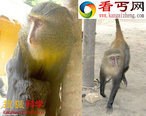 非洲发现新物种猴子 有“猫头鹰脸”和蓝尾巴(图) 