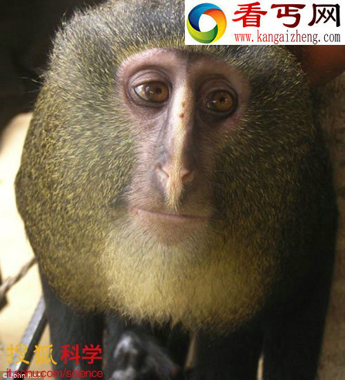 非洲发现新物种猴子 有“猫头鹰脸”和蓝尾巴(图) 