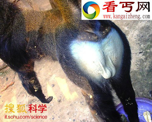 非洲发现新物种猴子 有“猫头鹰脸”和蓝尾巴(图) 