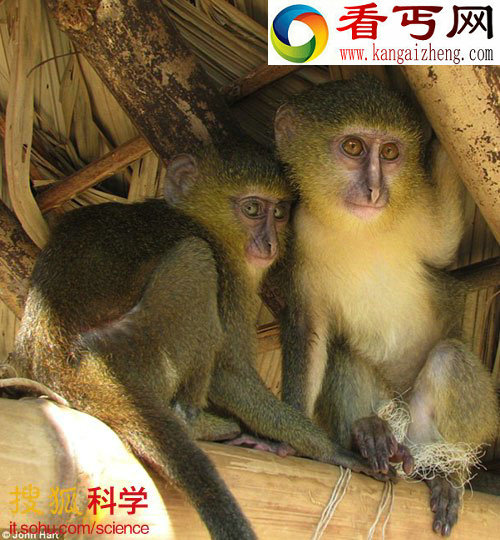 非洲发现新物种猴子 有“猫头鹰脸”和蓝尾巴(图) 
