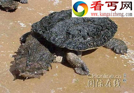 世界十大“最美”动物 美貌可杀人