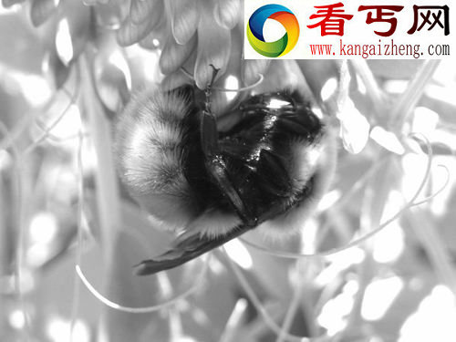 大黄蜂的数量为何大幅下降？ 