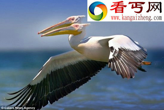 多瑙河三角洲罕见双头塘鹅(图)