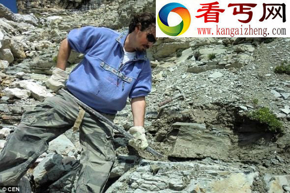 奥地利国家历史博物馆地质学古生物学部门的亚历山大-鲁肯奈德,正在阿尔卑斯山白云石山进行挖掘 1.28亿年前鱿鱼祖先身体长满钉状结构(图)