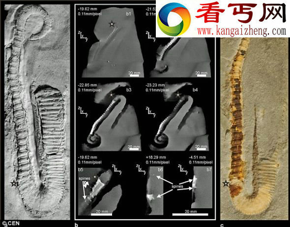 研究人员利用3D扫描技术逐层扫描化石,而后制作出一段视频,展示这种动物如何生活和移动身体 1.28亿年前鱿鱼祖先身体长满钉状结构(图)