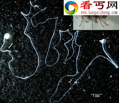 果蝇——精子长度排名第一 动物性行为11种怪异动物的性行为红边束带蛇万条群交
