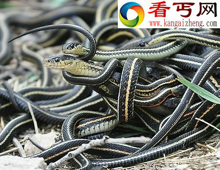 红边束带蛇——3万条群交 动物性行为11种怪异动物的性行为红边束带蛇万条群交