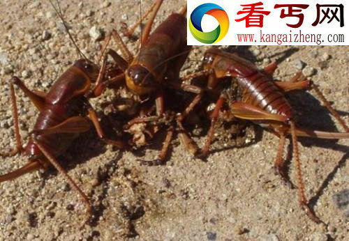 动物世界残酷血腥咸水鳄以小鳄鱼充饥