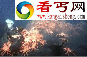 海底巨型恐怖怪物红王蟹