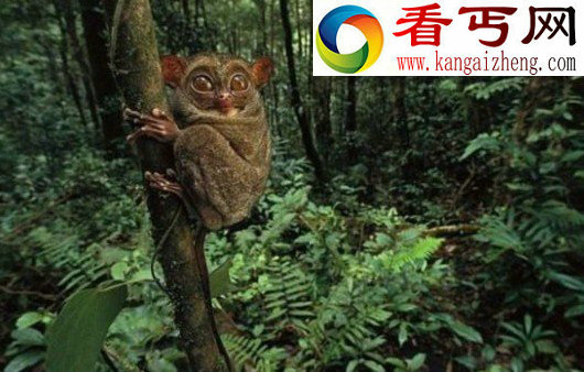 长相奇异的动物蝰鱼，这种鱼的头部让人看一眼就会做噩梦