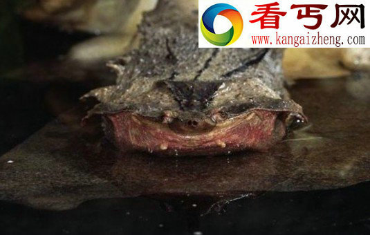 长相奇异的动物蝰鱼，这种鱼的头部让人看一眼就会做噩梦