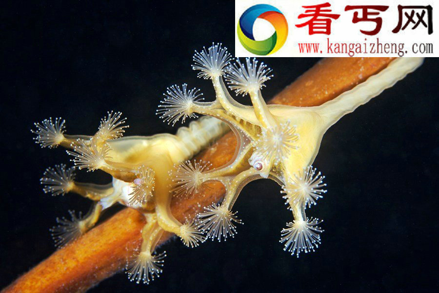 北极海洋动物神似外星来客