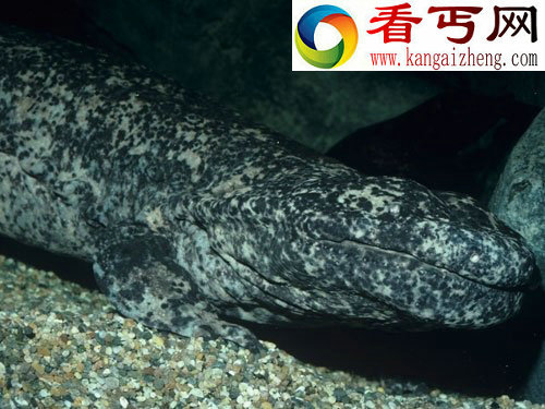 两栖动物奇闻最大的两栖动物大鲵