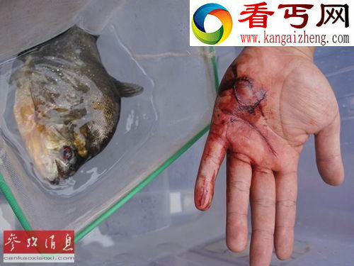 广西柳州食人鱼事件由宠物变祸害（附多张食人鱼图片）