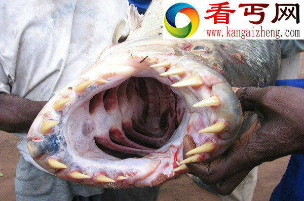 广西柳州食人鱼事件由宠物变祸害（附多张食人鱼图片）