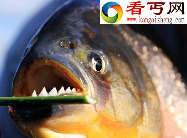 广西柳州食人鱼事件由宠物变祸害（附多张食人鱼图片）