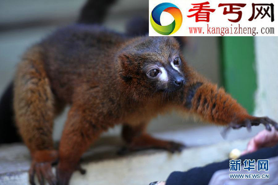 马达加斯加狐猴面临灭绝危险(多图)