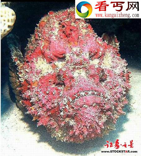 十大诡异海中生物(图片)
