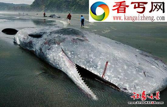 十大诡异海中生物(图片)