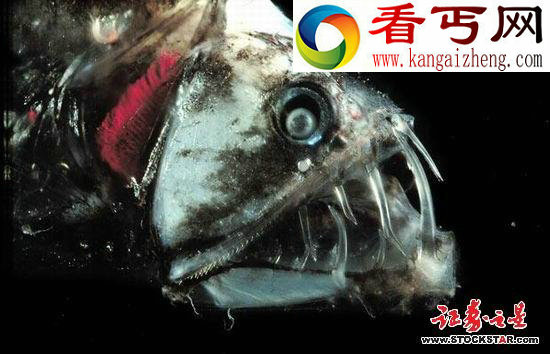 十大诡异海中生物(图片)