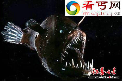 十大诡异海中生物(图片)