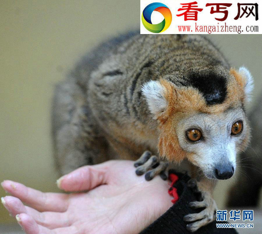 马达加斯加狐猴面临灭绝危险(多图)