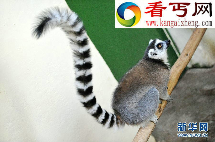马达加斯加狐猴面临灭绝危险(多图)