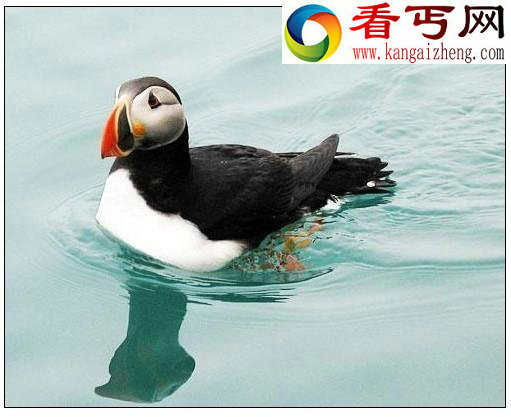 盘点13种奇特北极动物