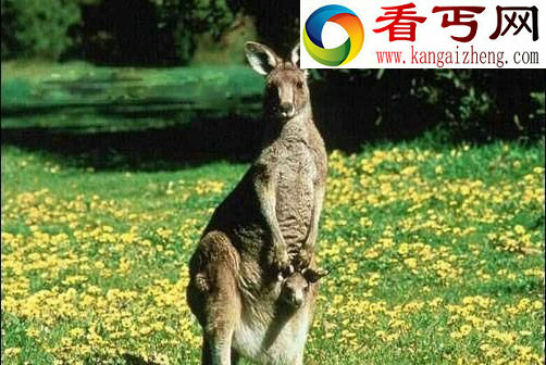 绝对隐私: 蜜蜂讲贞操 大熊猫爱倒立撒尿