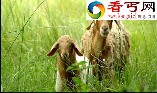 绝对隐私: 蜜蜂讲贞操 大熊猫爱倒立撒尿