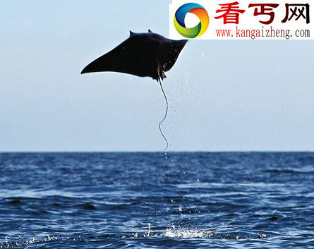七种没翅膀也会飞的动物