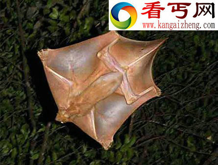 七种没翅膀也会飞的动物