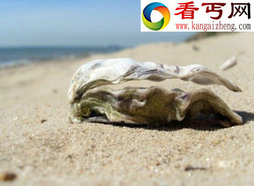 八大灭绝和极濒危动物夏威夷僧海豹