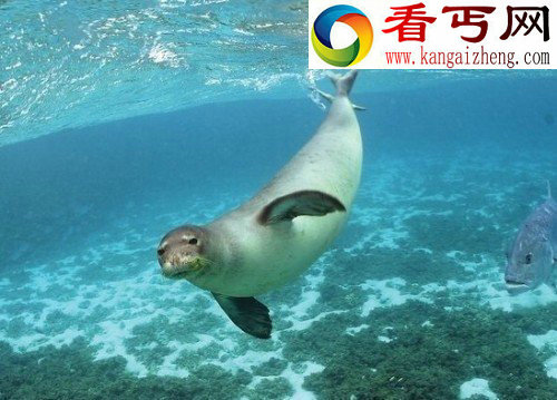 八大灭绝和极濒危动物夏威夷僧海豹