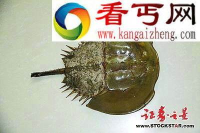 5大动物活化石盘点