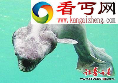 5大动物活化石盘点