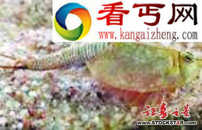 5大动物活化石盘点