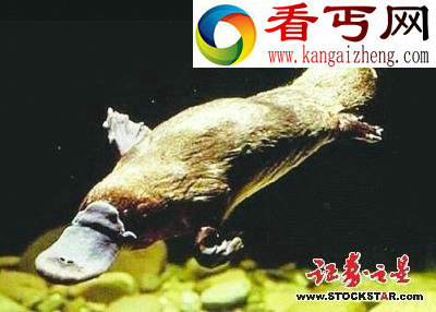 5大动物活化石盘点