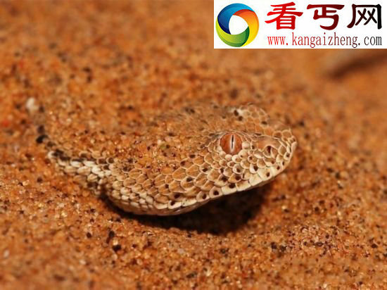 大自然中的恐怖“致命杀手”
