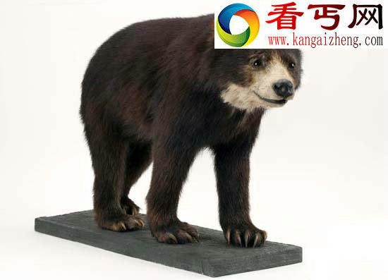 盘点12种神奇哺乳动物剑齿猫凶猛残暴 奇异的哺乳动物巨犀陆生哺乳动物