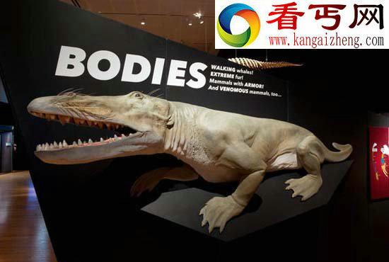 盘点12种神奇哺乳动物剑齿猫凶猛残暴 奇异的哺乳动物巨犀陆生哺乳动物