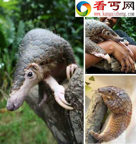 十大奇异食蚁兽 捕食蚂蚁是一种艺术